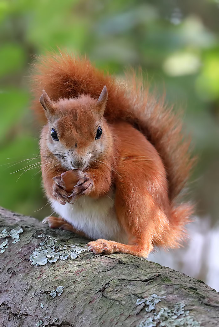 red squirrel